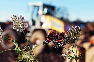 Foto eines Schmetterlings auf einer Blume sitzend. Im Hintergrund ist eine Baustelle zu sehen